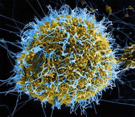 Ebola viirusel on ürgsed juured