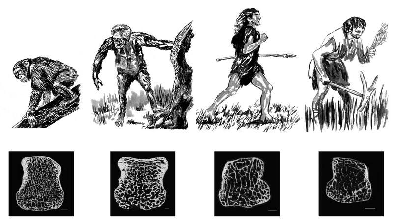Šimpansi, Australopithecuse, neandertallase ja nüüdisinimese põimikluukude.