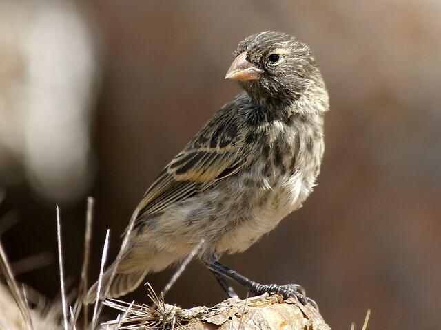 Geospiza fortis
