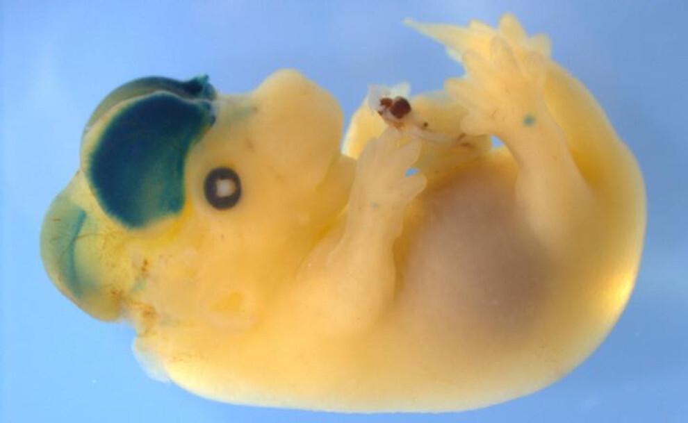 Kimäärhiire embrüo.