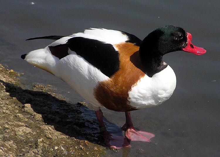 Ristpart (Tadorna tadorna) on partlaste sugukonda ristpardi perekonda kuuluv lind.