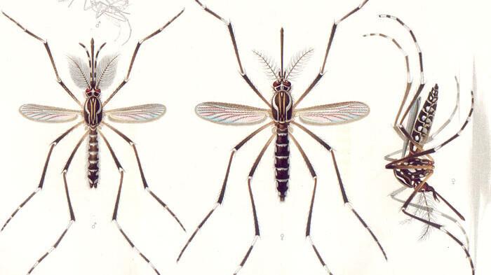 Aedes aegypti ehk metsasääsk. Vasakul isane, keskmine ja parempoolne on emased sääsed. Geneetiline muundamine puudutab eelkõige isassääski.