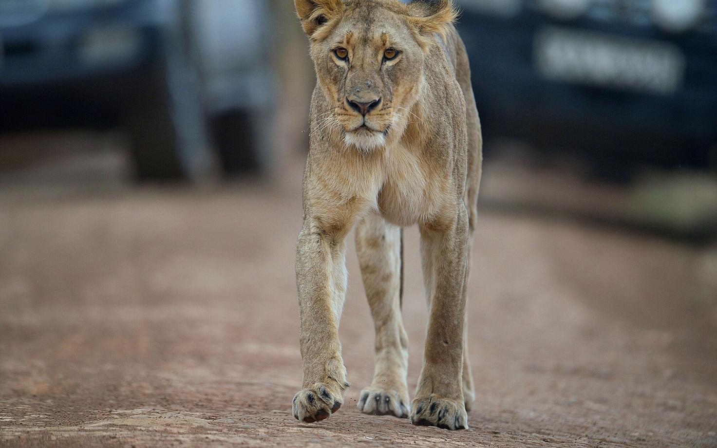 Lõvi Nairobi rahvuspargis