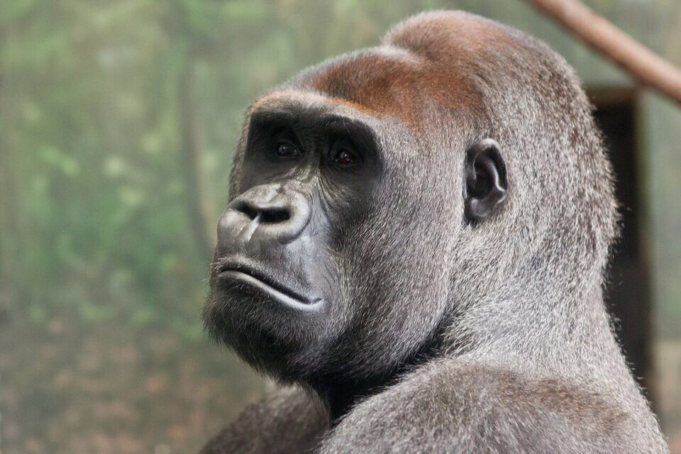 Isane gorilla.