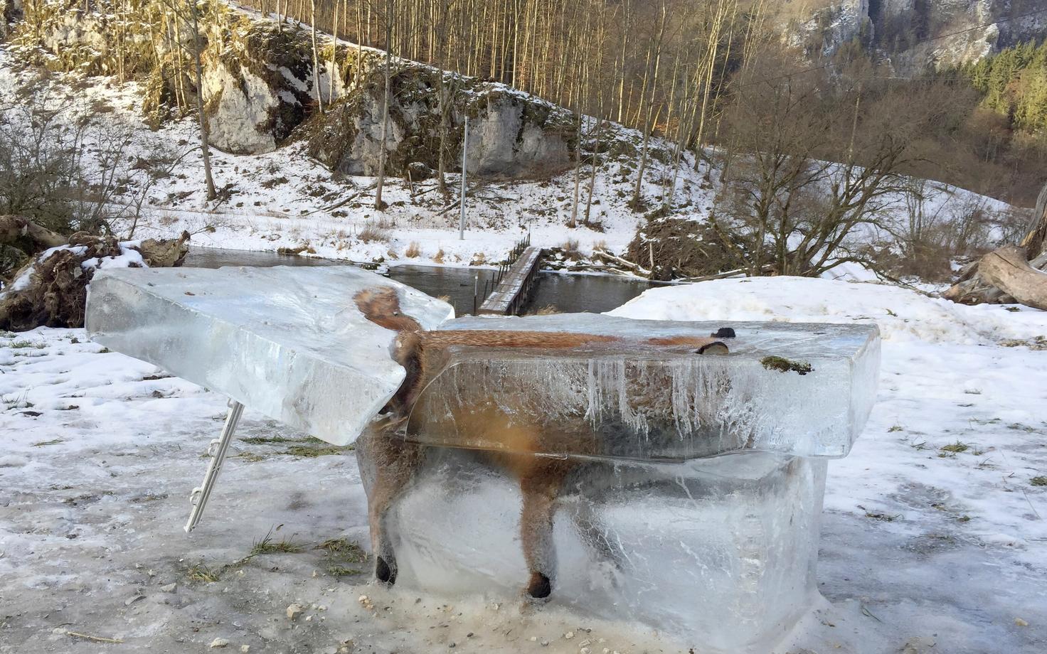 Läbi jää kukkunud rebane