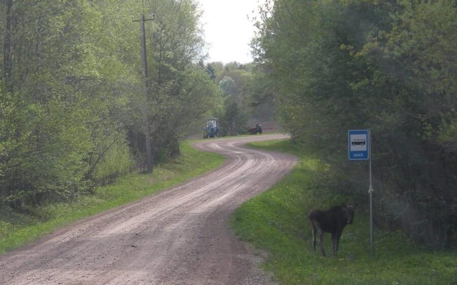 Põder ootas bussi
