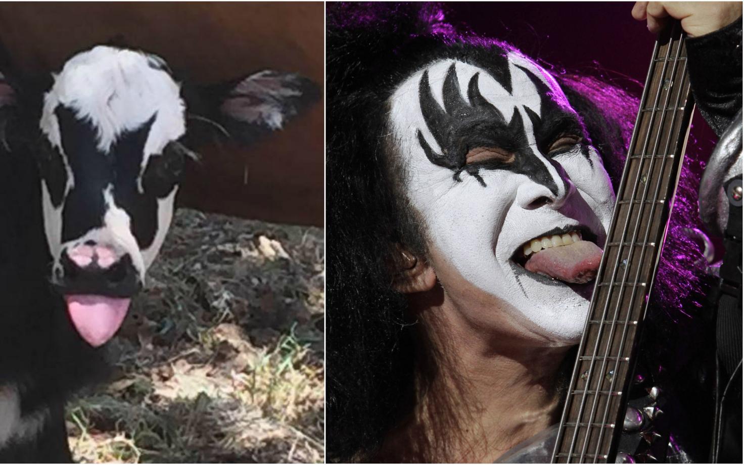 Vasikas Genie ja Gene Simmons