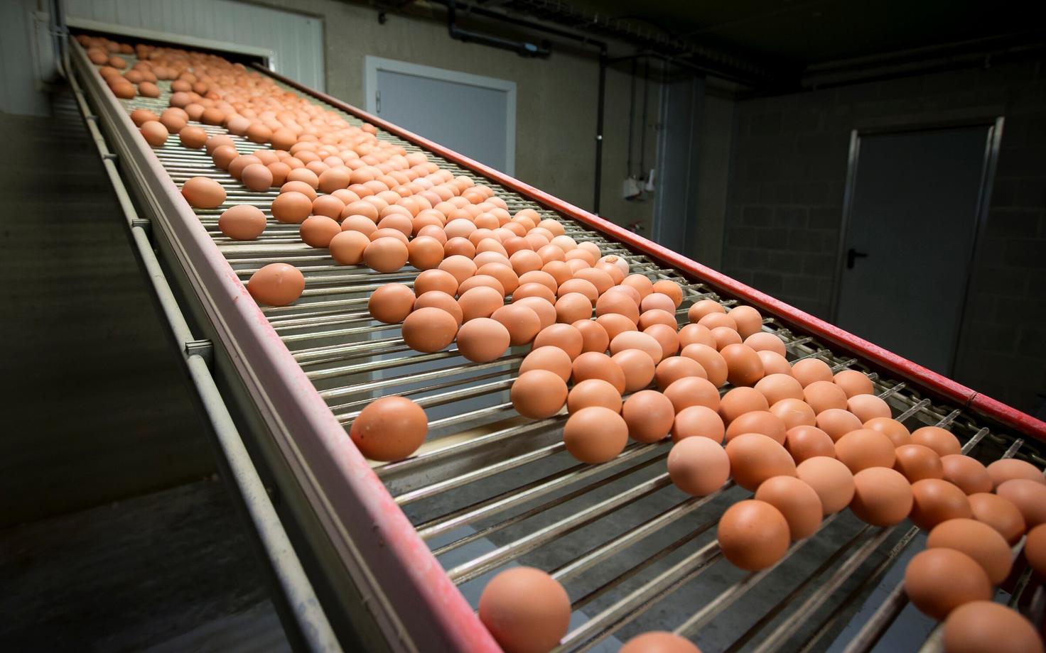 Munad Belgias Merksplasi linnufarmis.