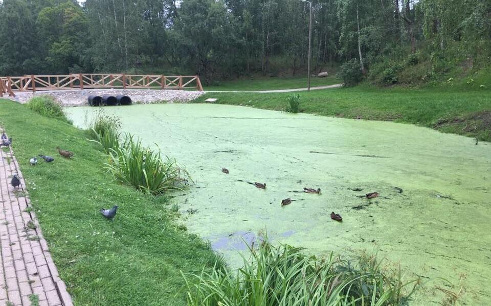 Водоем в Маарду почистят, когда ряска отцветет.