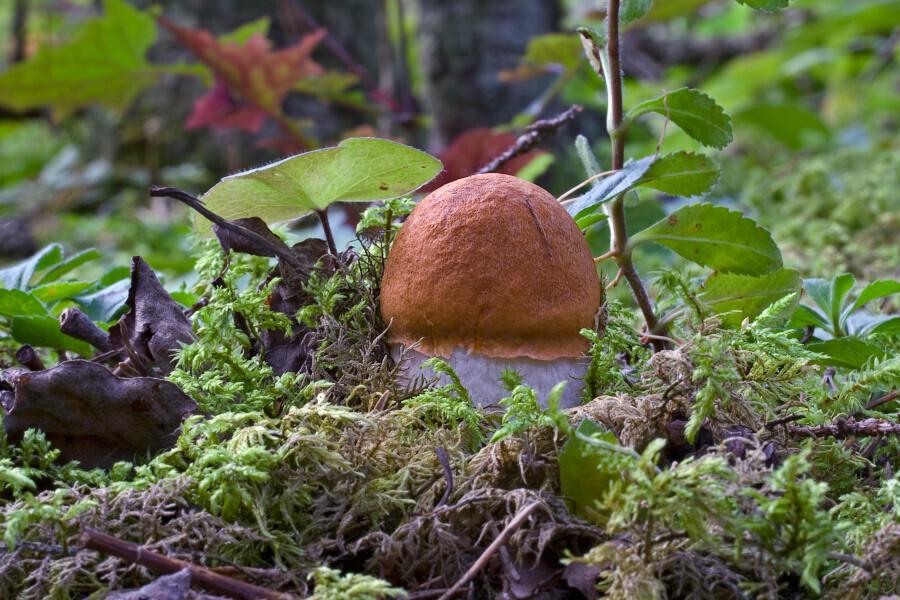 Подосиновик красный (Leccinum aurantiacum). По-эстонски Haavapuravik или punapuravik