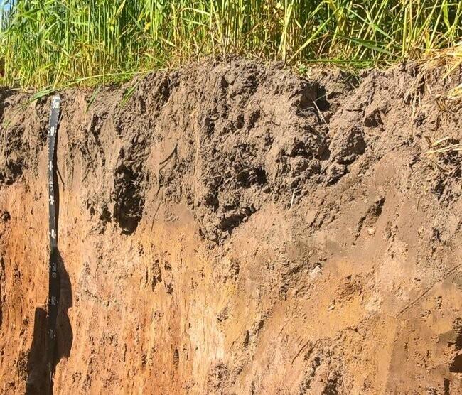 Punakaspruun näivleetunud muld