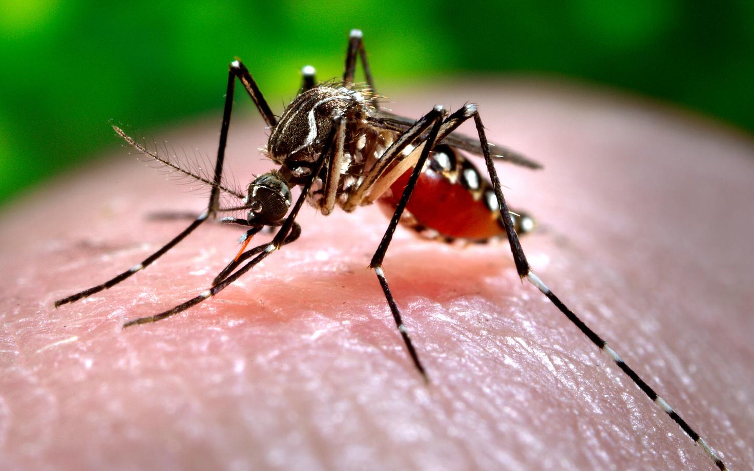 Muu hulgas dengue'i palavikku levitav sääsk Ae. aegypti.