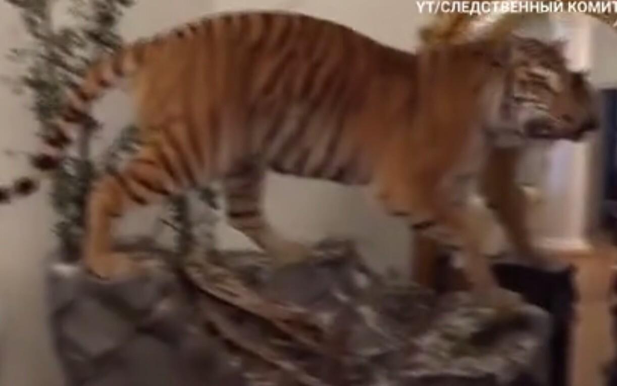 Tiigritopis Dagestani tippaemtniku kodus.
