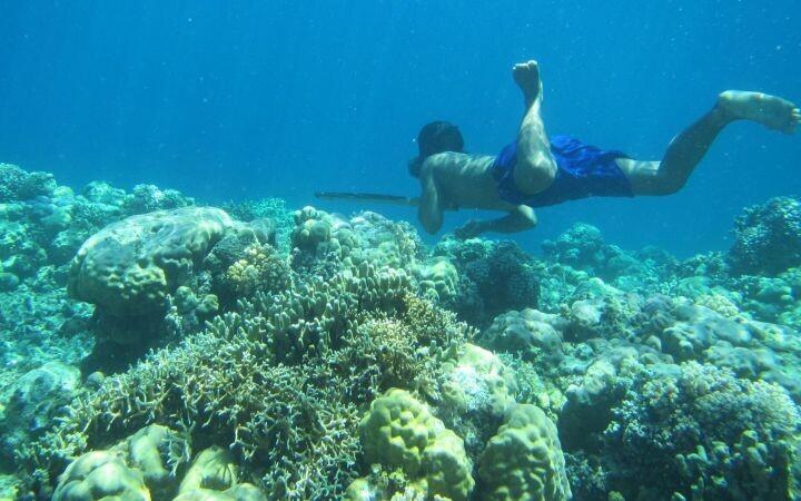 Saaki jahtiv sama-bajau kalur.