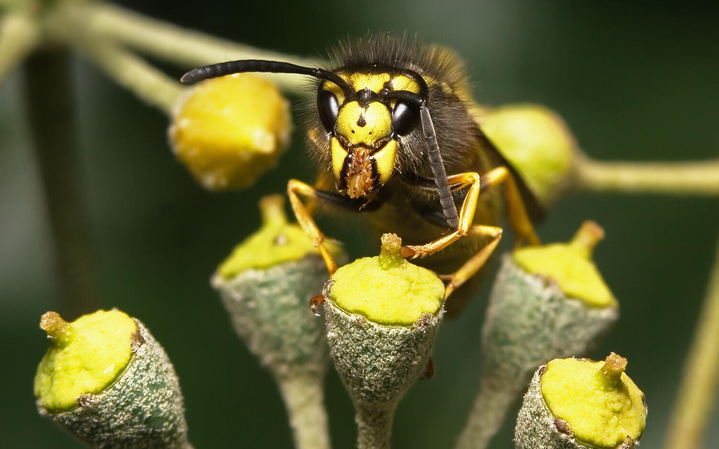 Vespula germanica korjelennul.