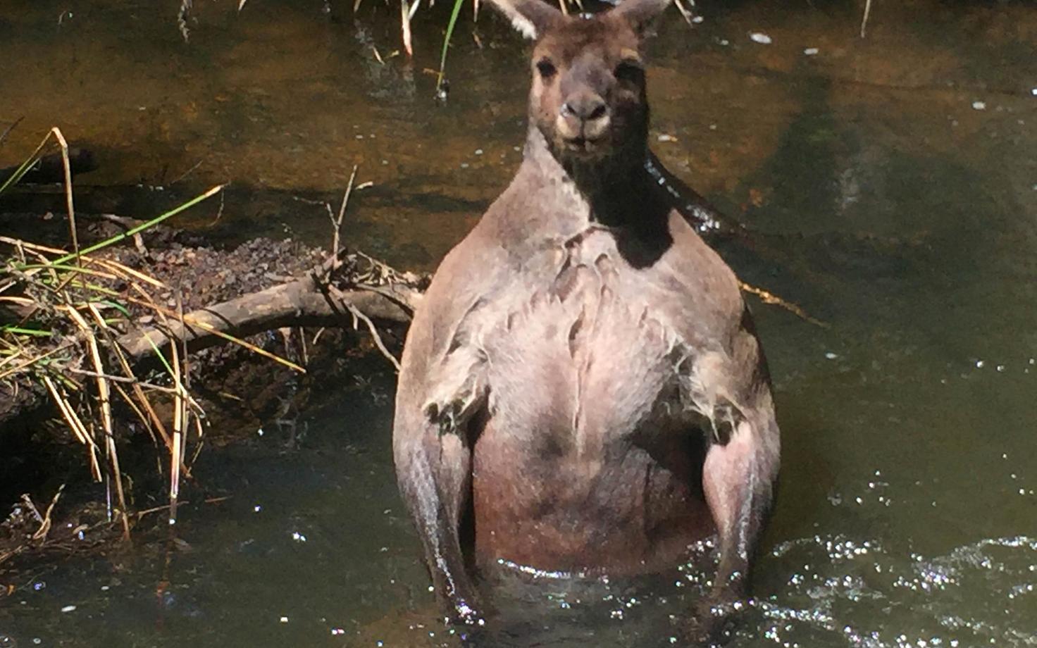 Känguru