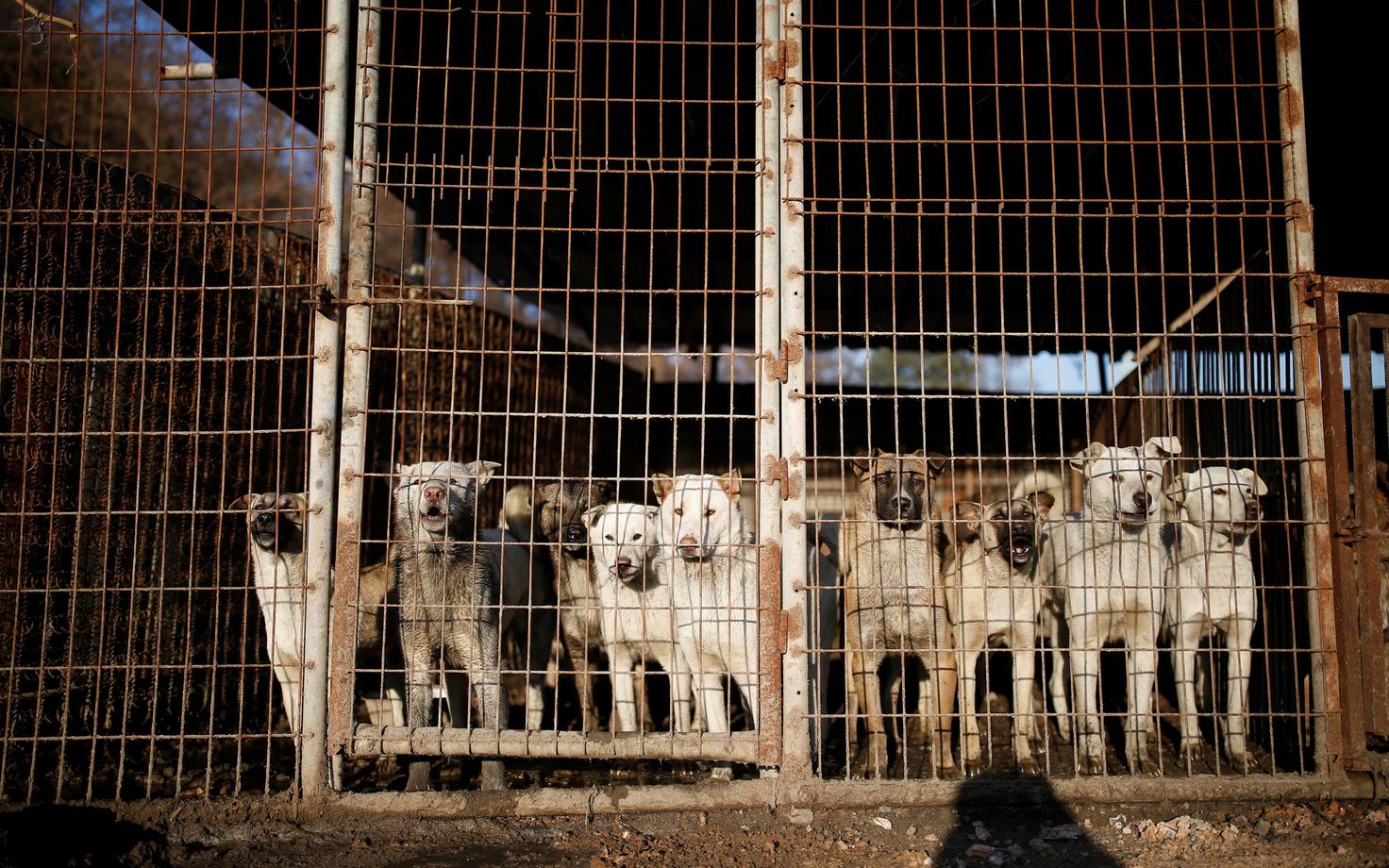 Koerad Wonju lihafarmis.