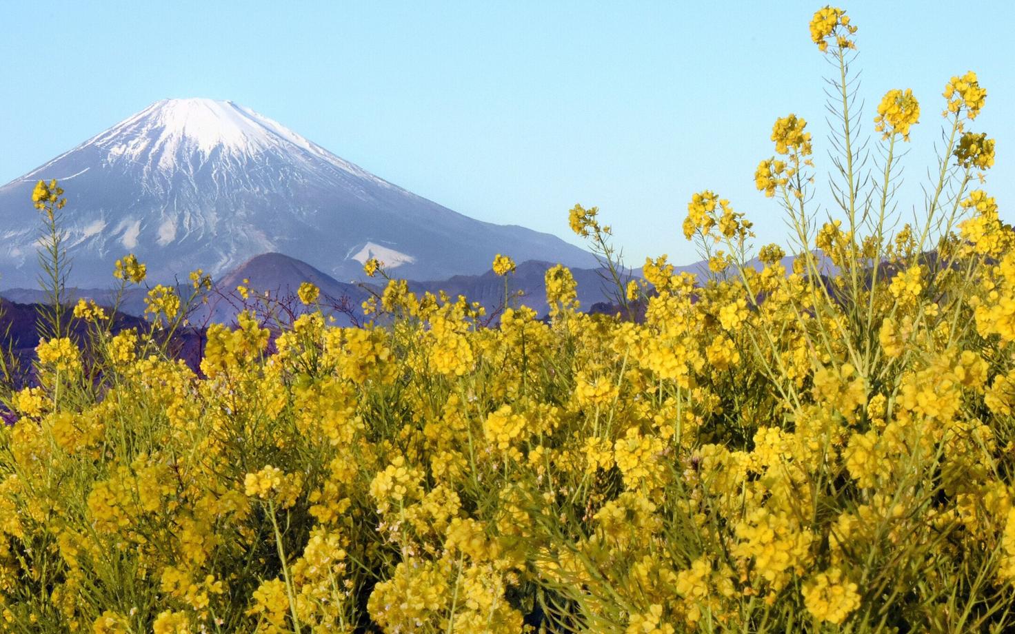 Fuji mägi