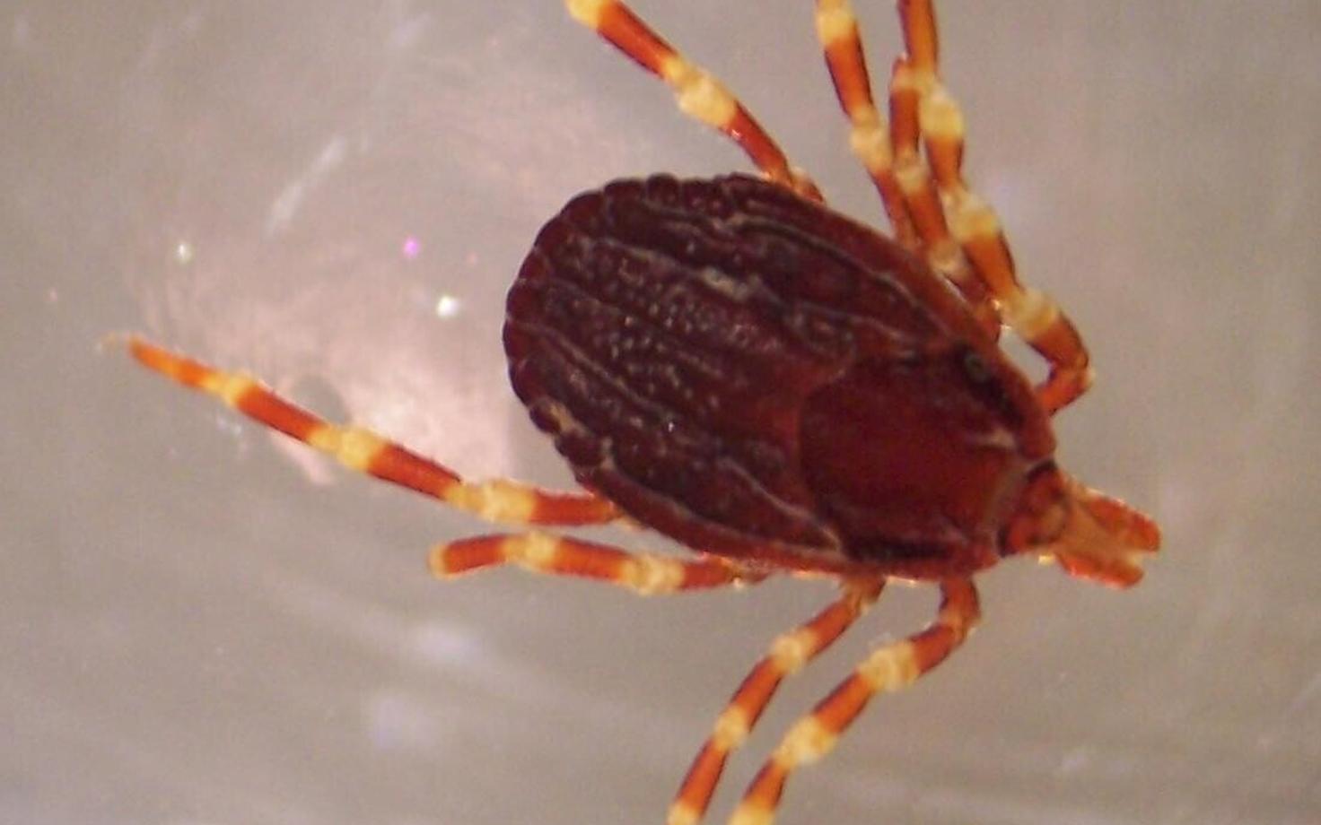 Hyalomma marginatum