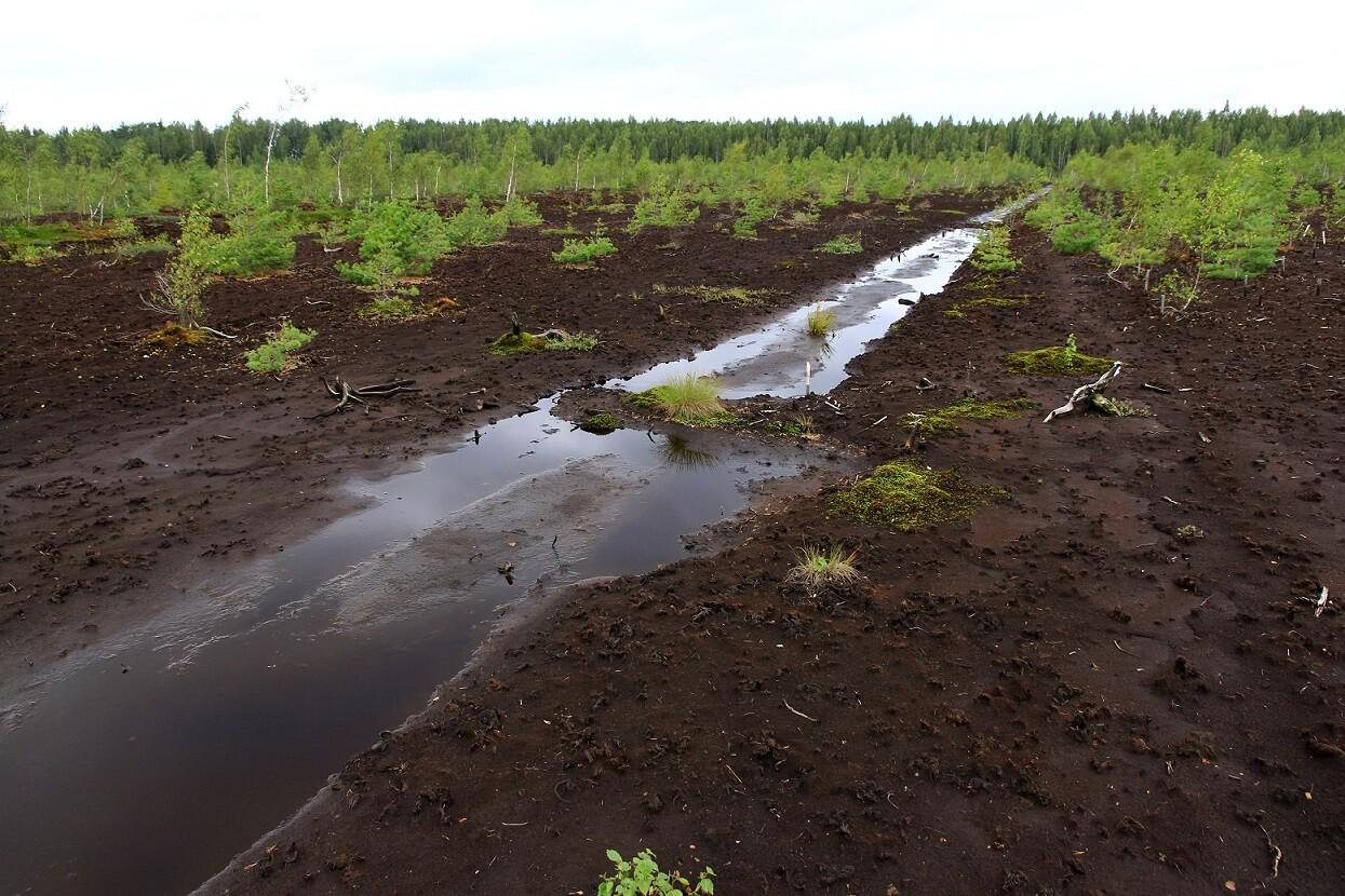 Jääksoo ei taastu ka ligi 30 aastaga turbakaevandamine mõjudest. Selliselt pinnaselt toimub endiselt süsinikgaaside eraldumine.