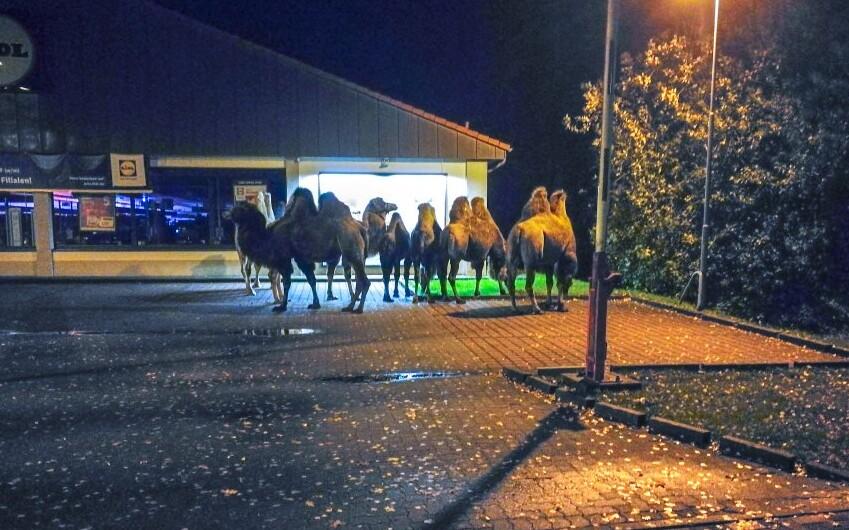 Kaamelid Alam-Saksi liidumaal supermarketi parklas.