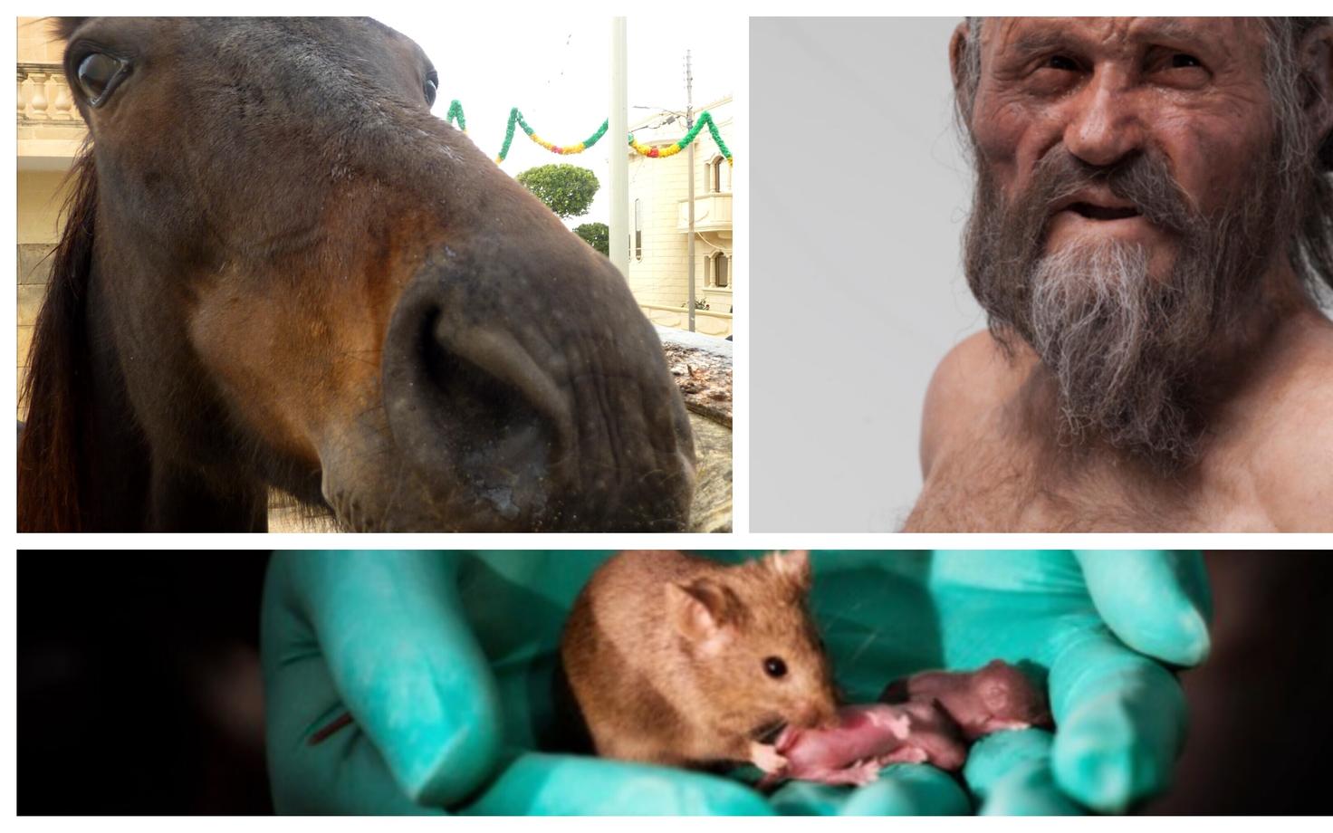 Jäämees Ötzi, hobesed ja hiired - need on vaid väike osa näidetest, mille päriliku materjali uurimisega geneetikud tegelevad.