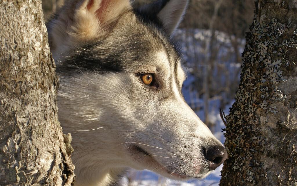Лайки