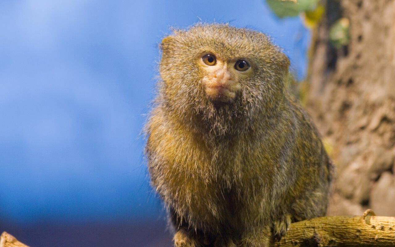 Kääbusmarmosett.