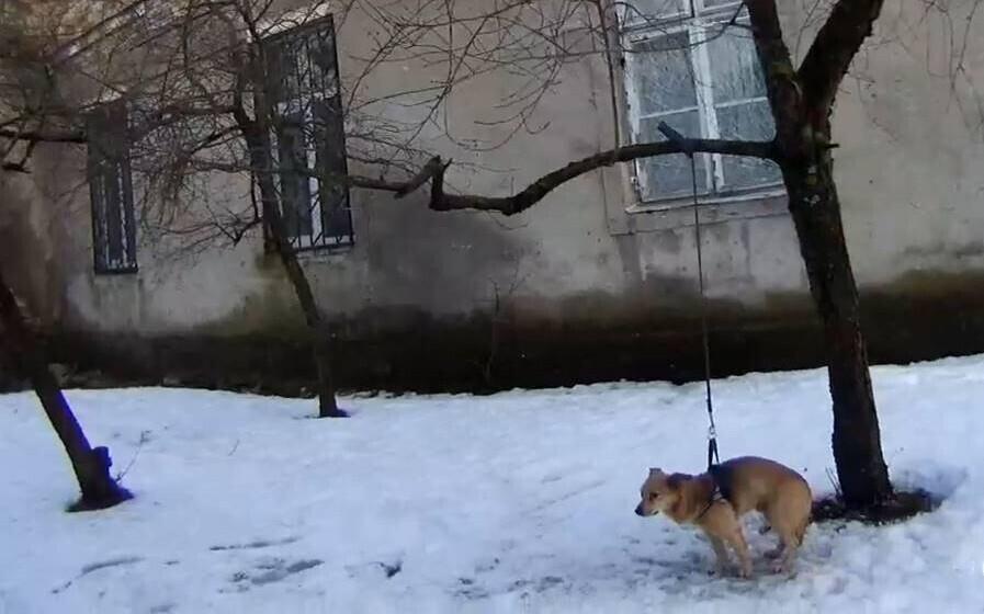 Собаку привязали и бросили.