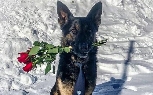 instagram.com/eesti_politseikoerad