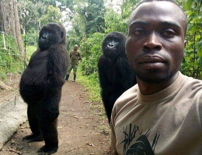 Gorillad selfi jaoks poseerimas.