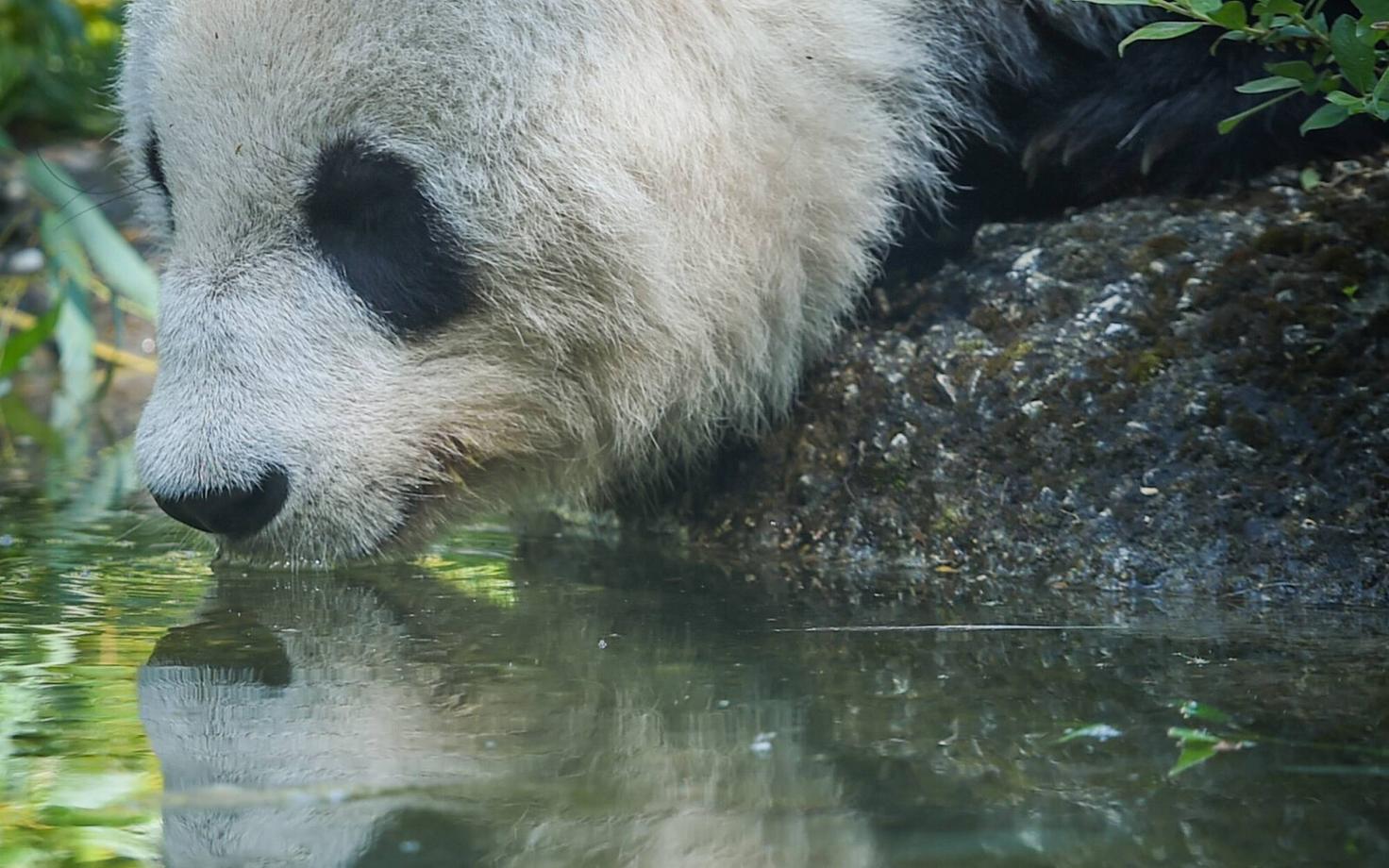 Hiidpanda