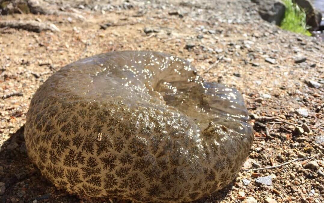 Sammalloom Pectinatella magnifica.