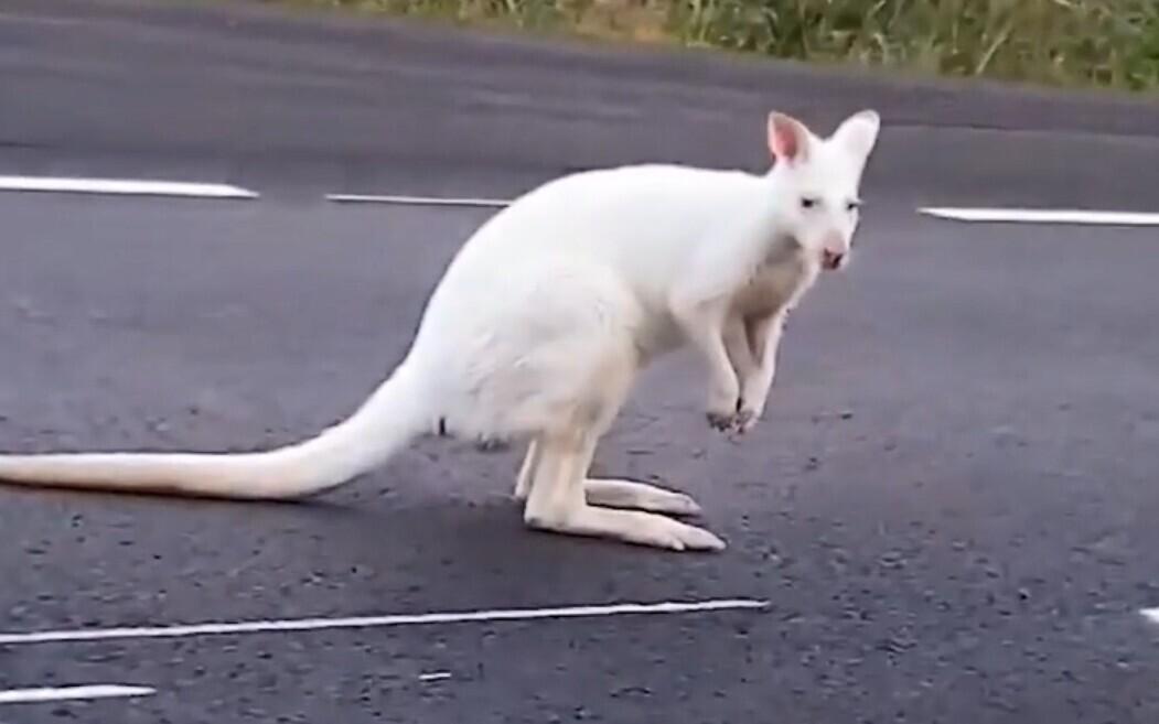 Valge känguru Ahvenamaal.