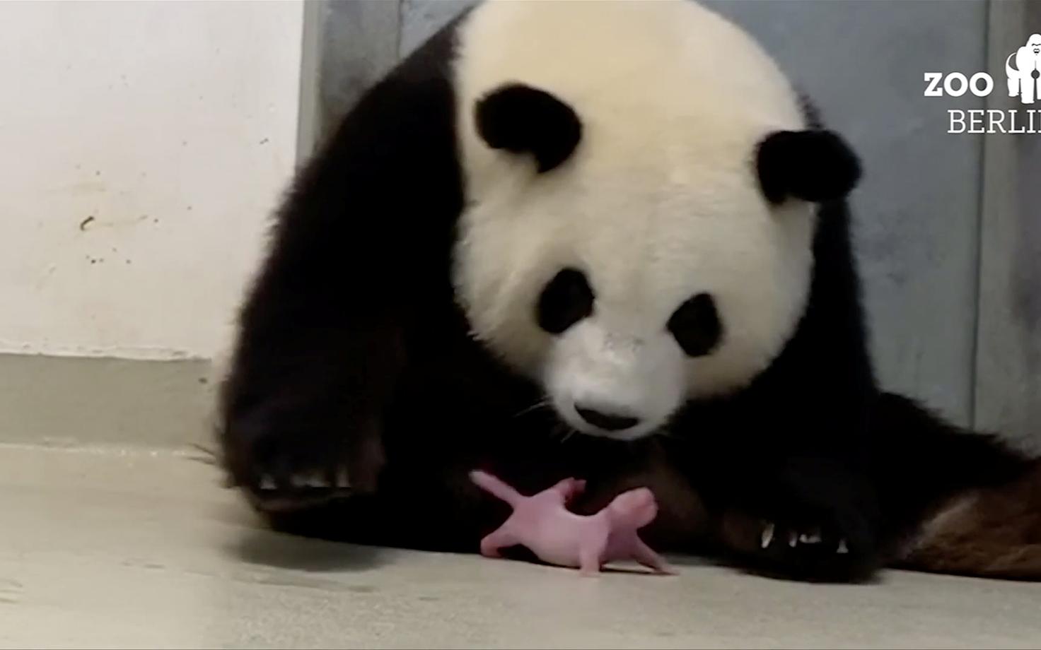 Panda Meng Meng oma pandabeebiga.