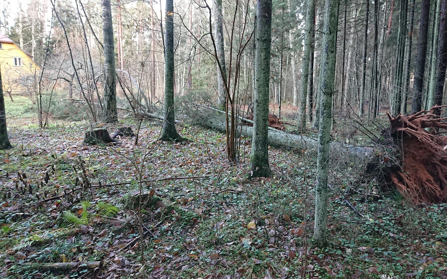 Последствия шторма в Тартумаа.