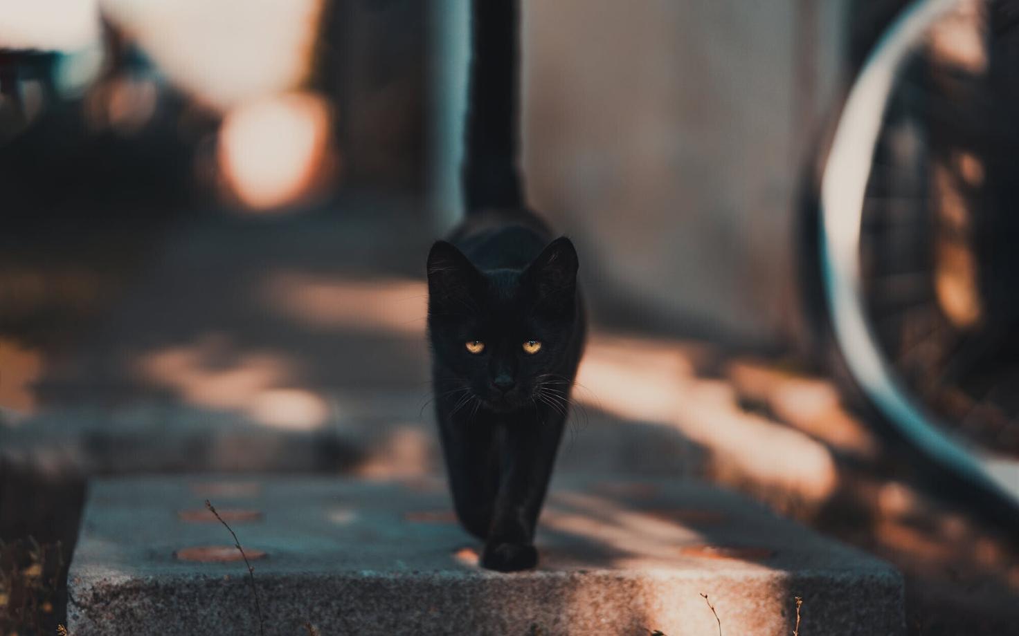 Черная кошка.