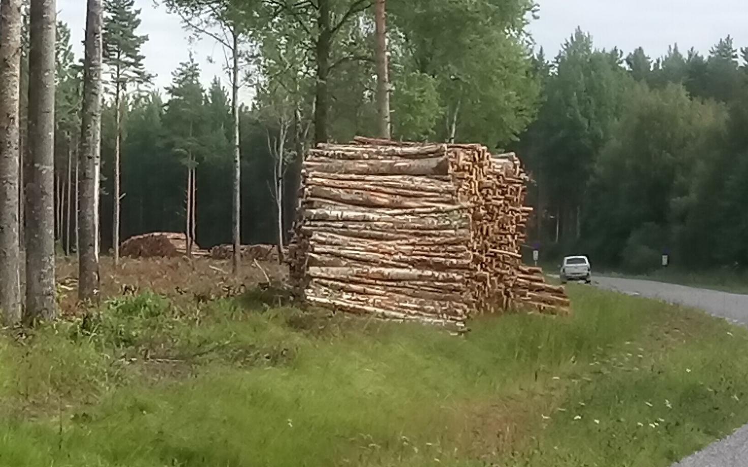 Вырубка леса. Иллюстративная фотография.