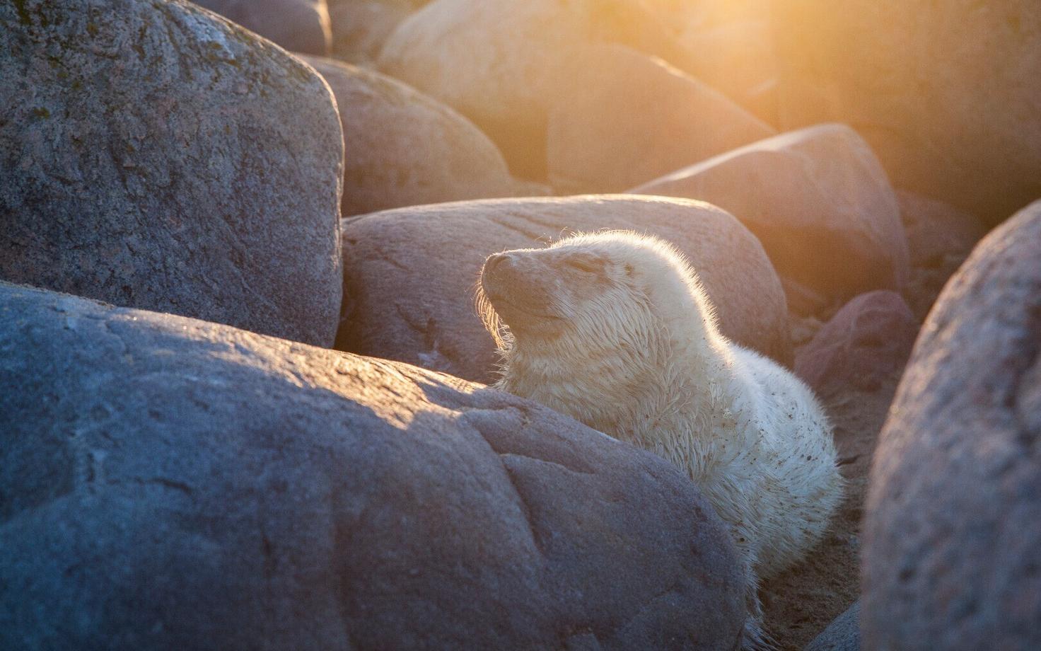 Тюлененок.