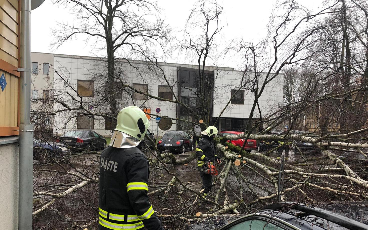 Tormituulega langenud puud autodel.