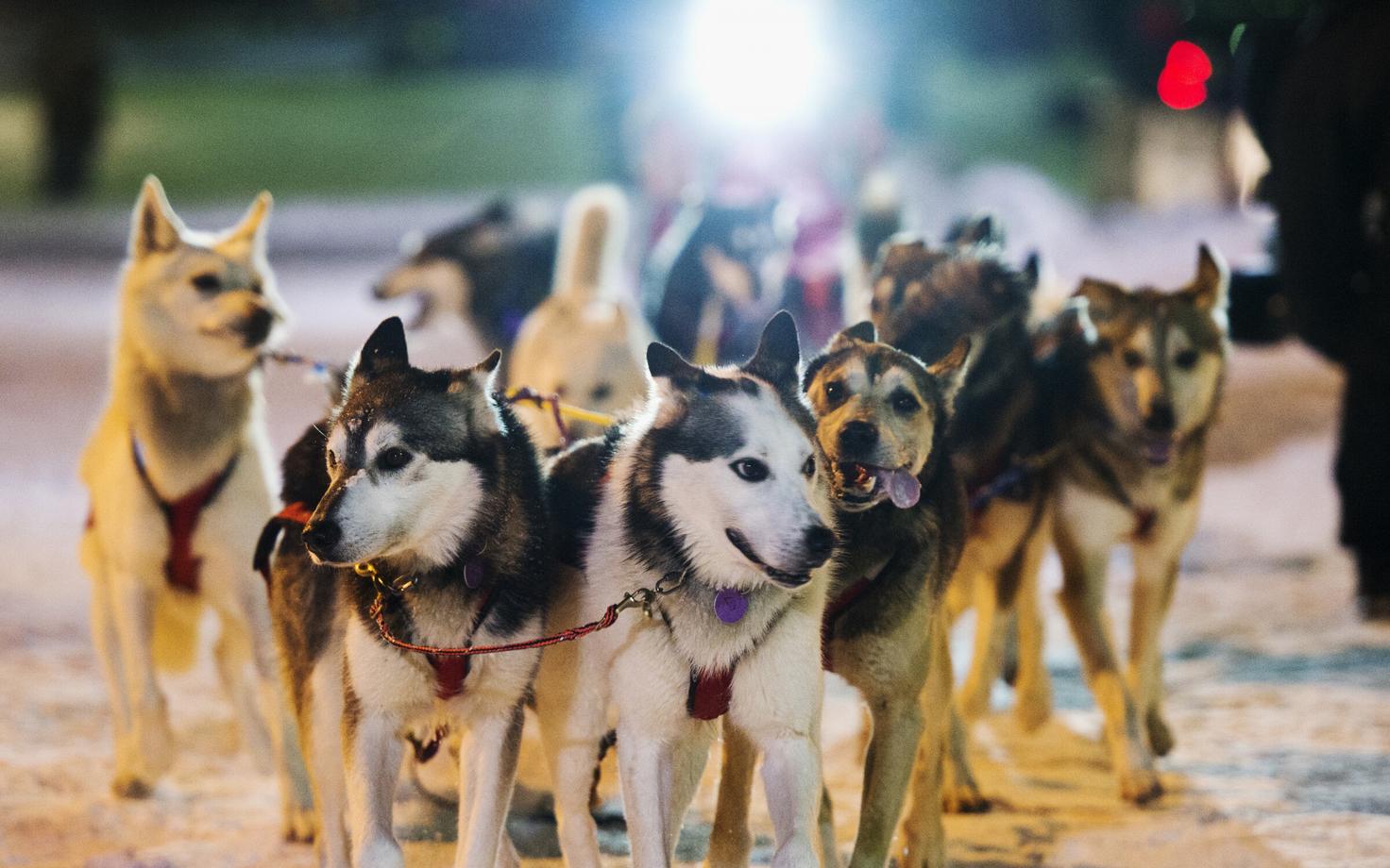 Kelgukoerad Iditarodi rajal