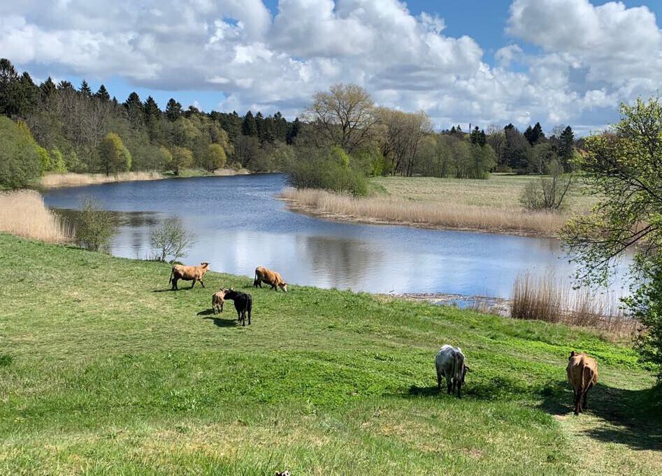 Veised Kõrkja saarel.