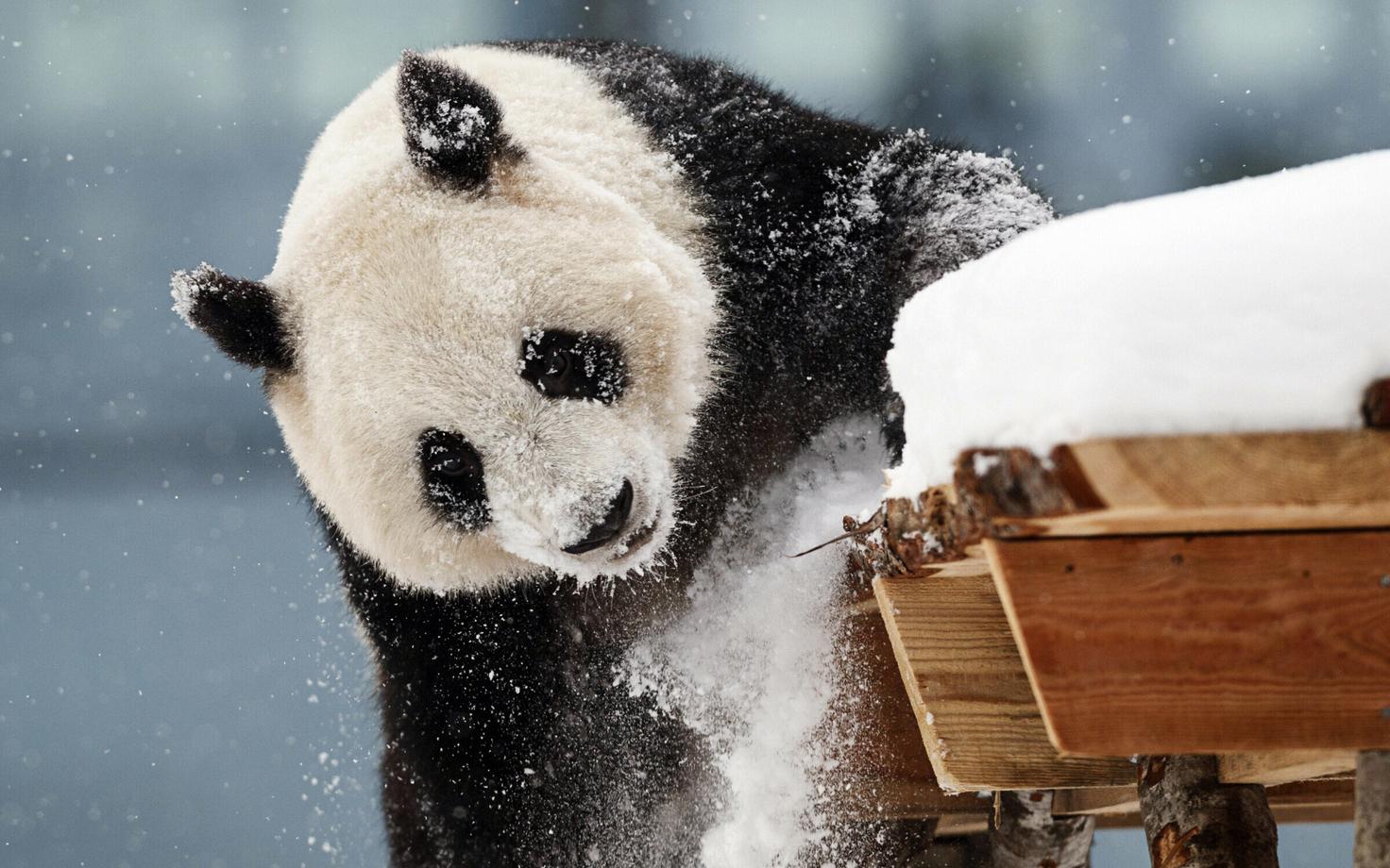 Hiidpanda Lumi Ahtari loomaaias oma esimesel päeval.