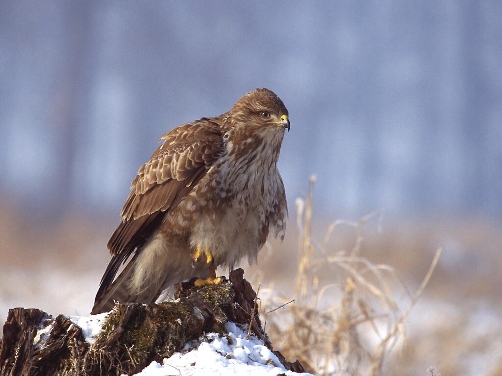 Üle-euroopaliselt on saasteainete tuvastamiseks kõige sobilikumad aga hiireviu (Buteo buteo) ja kodukakk (Strix aluco).