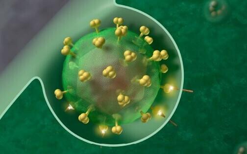HIV viirus ründab immuunsüsteemi