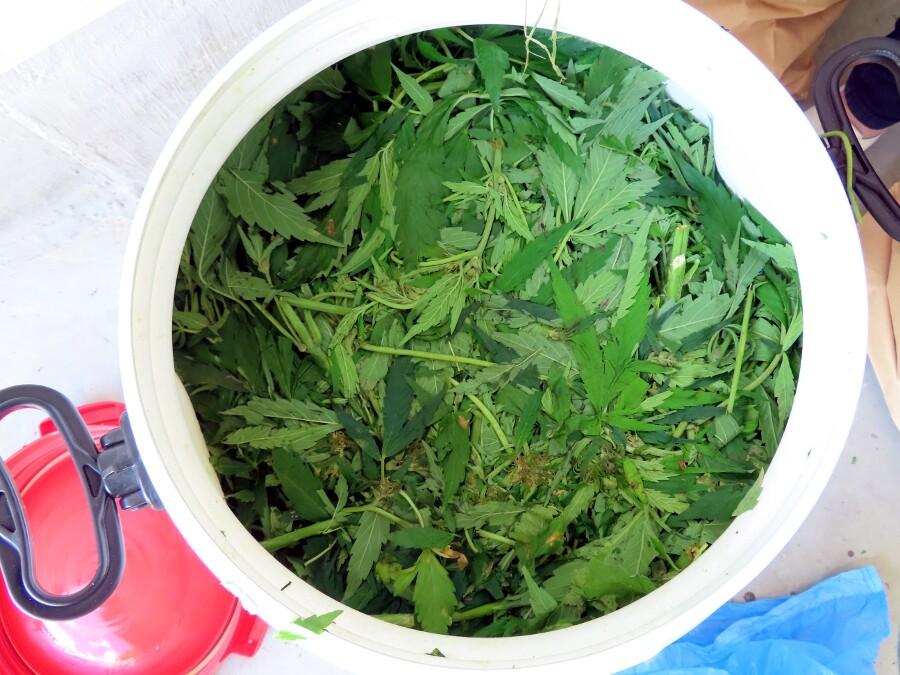 Конфискованная конопля.
