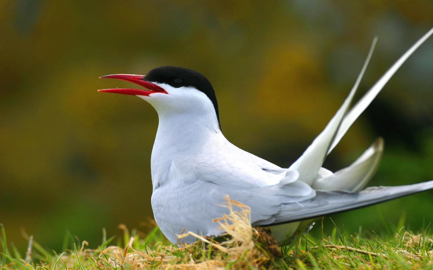 Randtiiru (Sterna paradisaea) ränne on loomade seas teadaolevalt pikim.