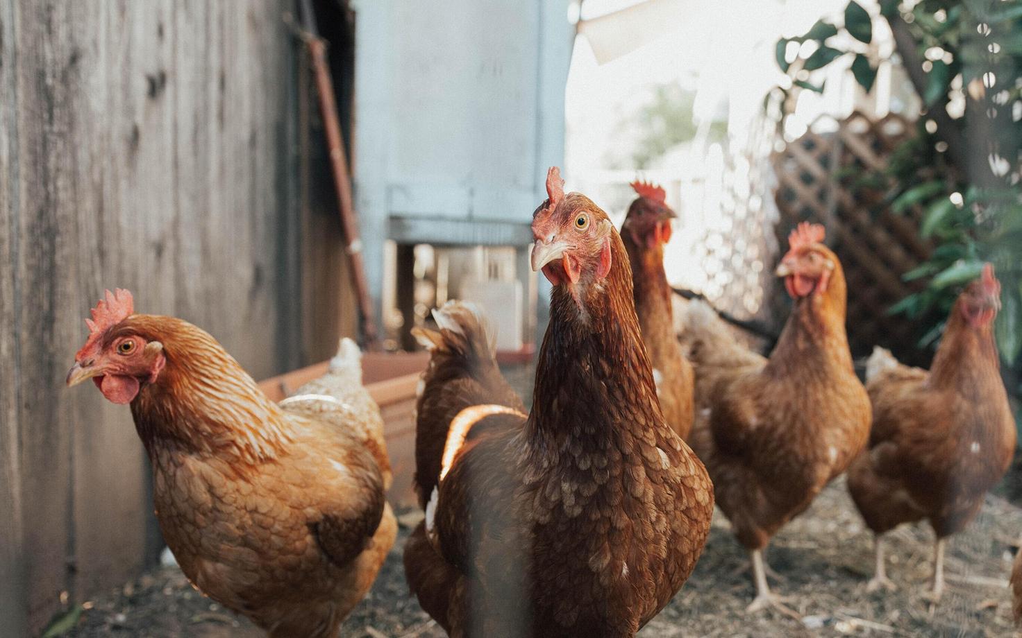 Чтобы яйца можно было продавать как продукцию кур свободного выгула, фермеры должны выпускать птиц во двор в течение определенного числа недель.