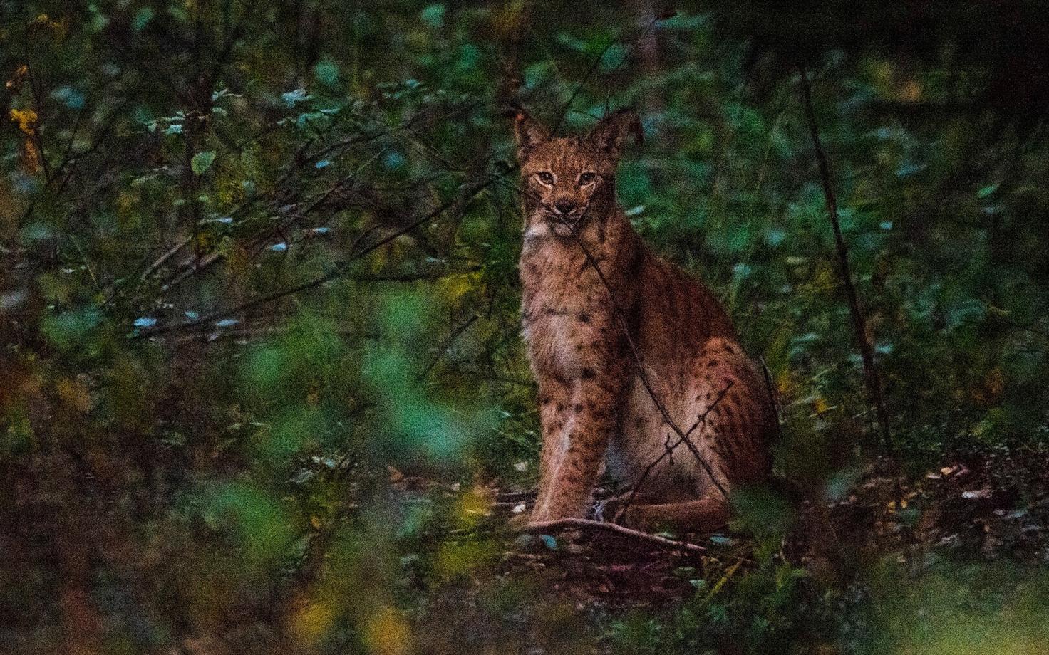 Ilves