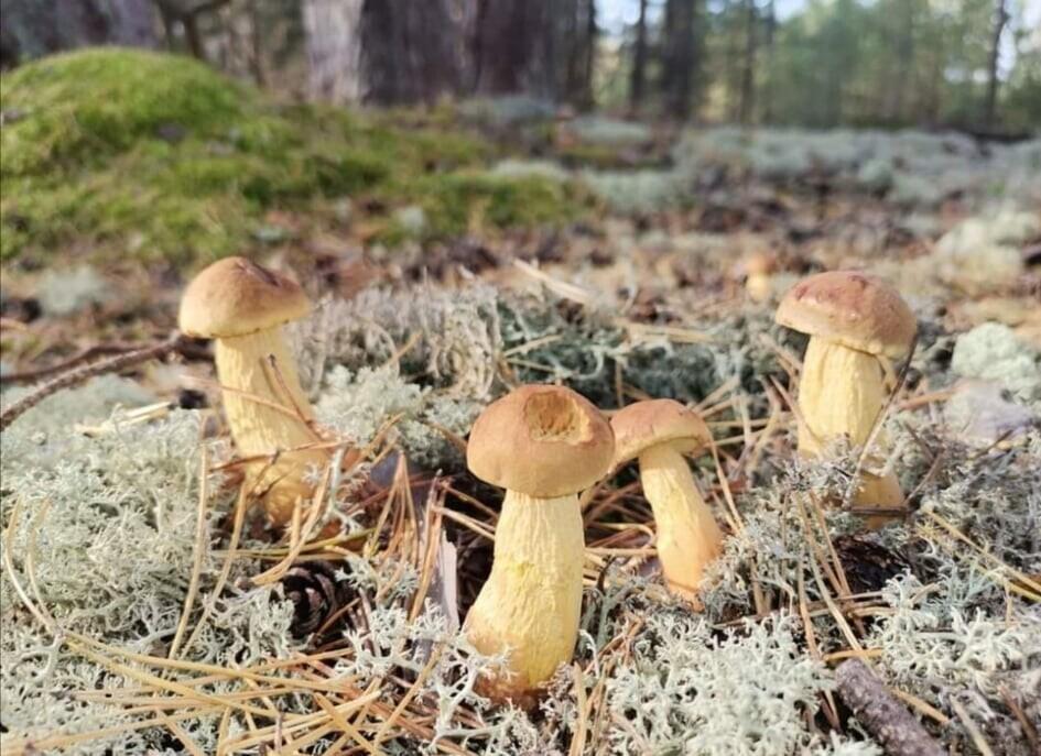 Золотистый боровик.